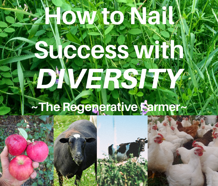 How to Nail Success With Diversity